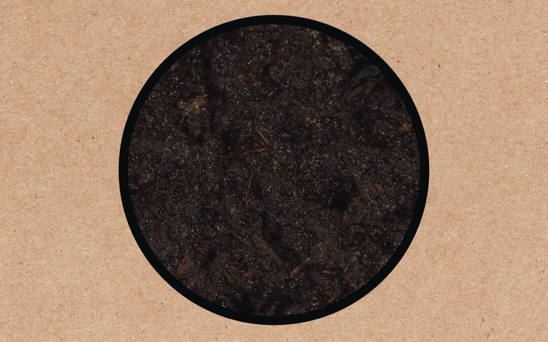 SWANS – BIRTHING